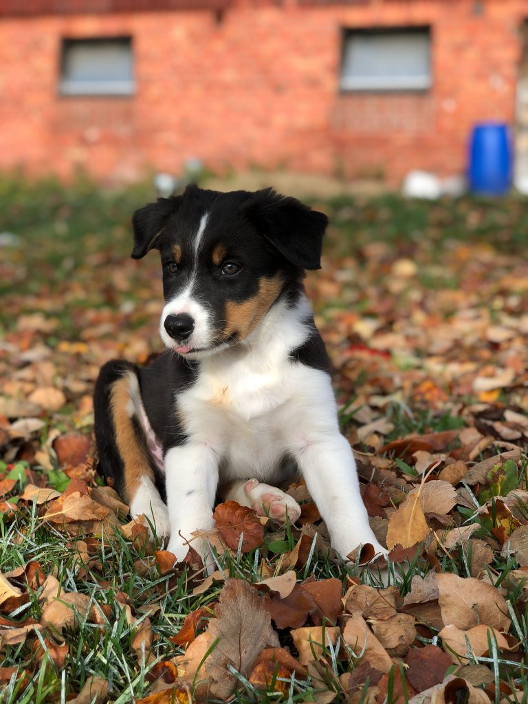 Vi lär våra valpar att det är okej att sitta och iaktta vad som sker