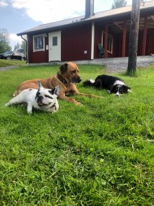 Genom hundträning blir hundarna lugna och trygga med varandra