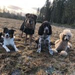 Tequila, Nahla, Texas och Otto på ett gärde, tittandes in i kameran