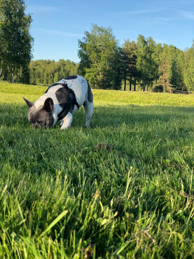 Doris som gör godissök