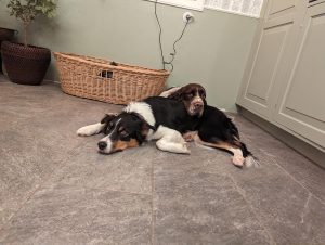 Tränar vi hundmöten blir hundarna lugna mot varandra