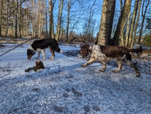 Genom att lära sig hundspråk förstår vi hundens mening